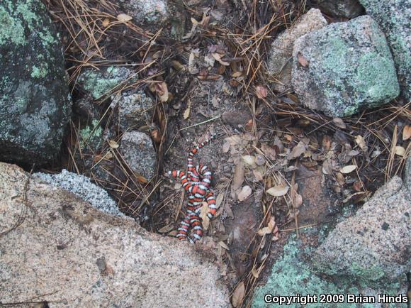 Baja California Mountain Kingsnake (Lampropeltis zonata agalma)