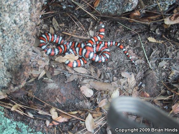 Baja California Mountain Kingsnake (Lampropeltis zonata agalma)