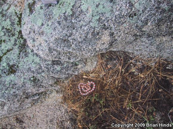 Baja California Mountain Kingsnake (Lampropeltis zonata agalma)