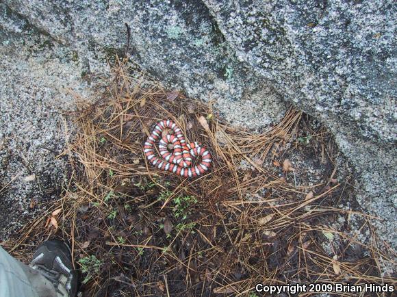 Baja California Mountain Kingsnake (Lampropeltis zonata agalma)