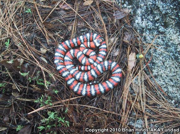 Baja California Mountain Kingsnake (Lampropeltis zonata agalma)