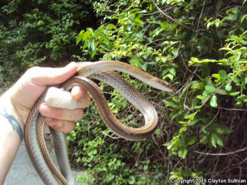 Common Lizard Eater (Mastigodryas melanolomus)