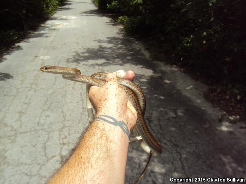 Common Lizard Eater (Mastigodryas melanolomus)