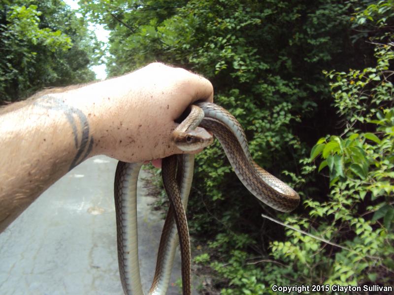 Common Lizard Eater (Mastigodryas melanolomus)