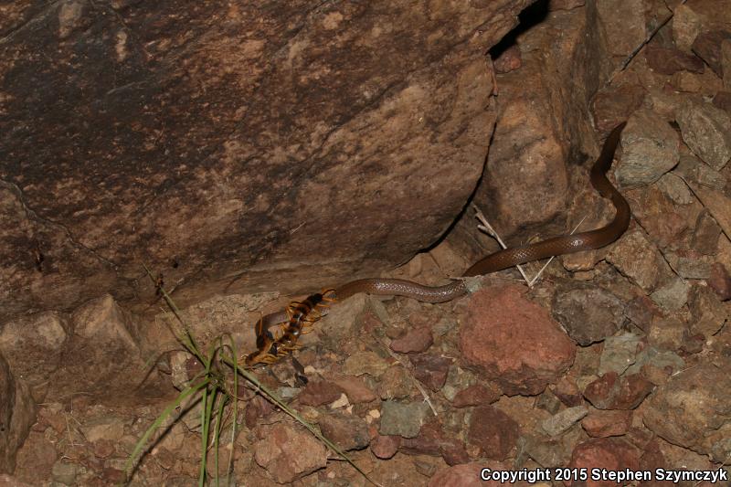 Trans-pecos Black-headed Snake (Tantilla cucullata)