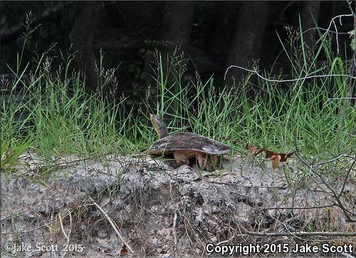 Gulf Coast Spiny Softshell (Apalone spinifera aspera)