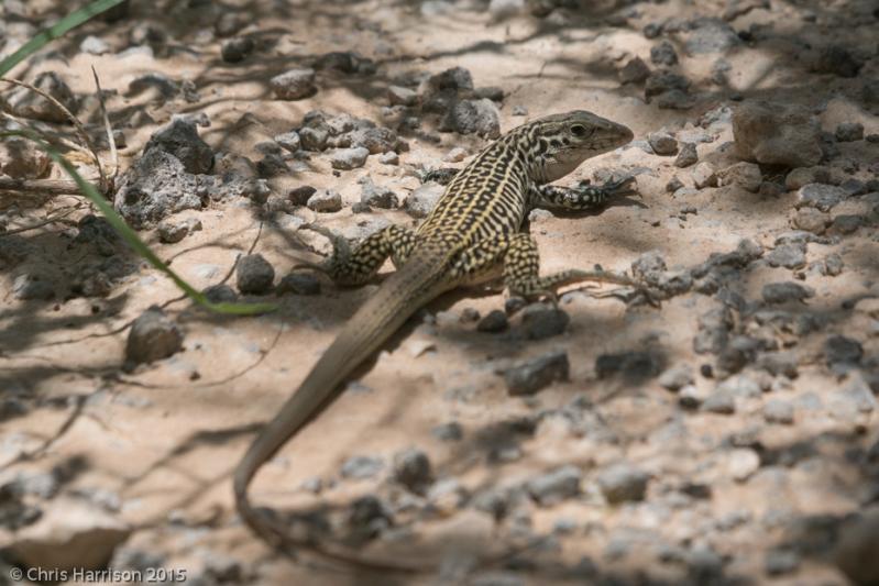 Common Checkered Whiptail (Aspidoscelis tesselata)