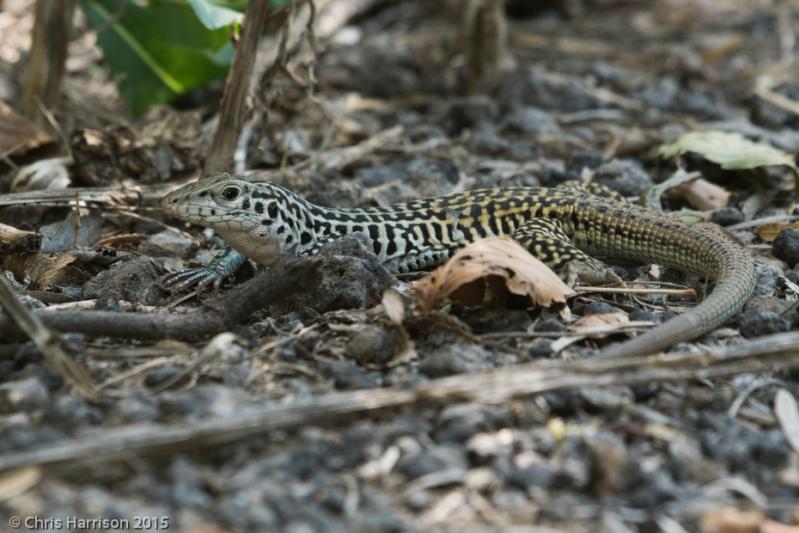 Common Checkered Whiptail (Aspidoscelis tesselata)