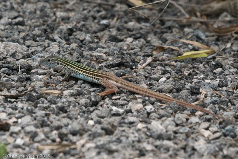 Common Spotted Whiptail (Aspidoscelis gularis)