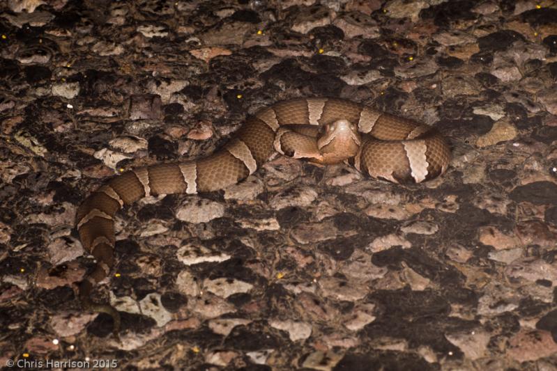 Trans-Pecos Copperhead (Agkistrodon contortrix pictigaster)