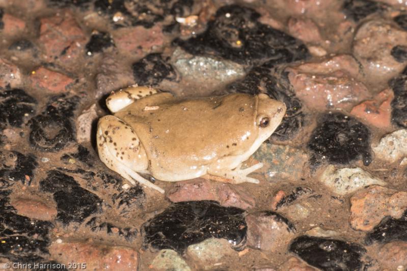 Western Narrow-mouthed Toad (Gastrophryne olivacea olivacea)