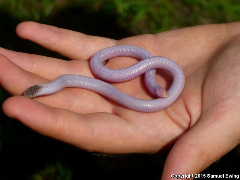 Florida Worm Lizard (Rhineura floridana)