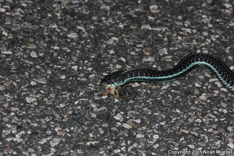 Blue-striped Gartersnake (Thamnophis sirtalis similis)