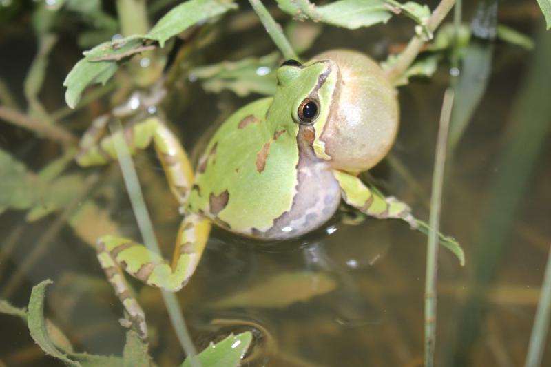 Arizona Treefrog (Hyla wrightorum)