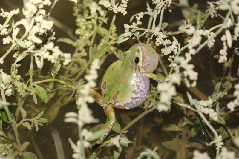 Arizona Treefrog (Hyla wrightorum)