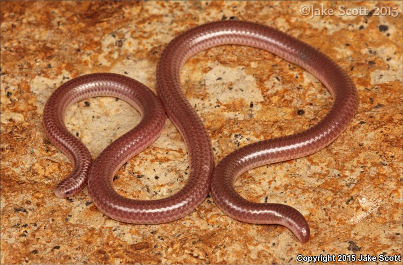 Trans-Pecos Threadsnake (Leptotyphlops humilis segregus)