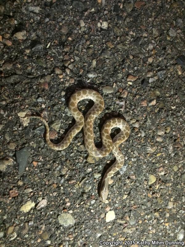 Collar Nightsnake (Hypsiglena torquata)