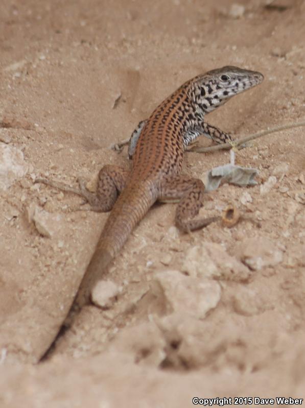 Spotted Tiger Whiptail (Aspidoscelis tigris punctata)