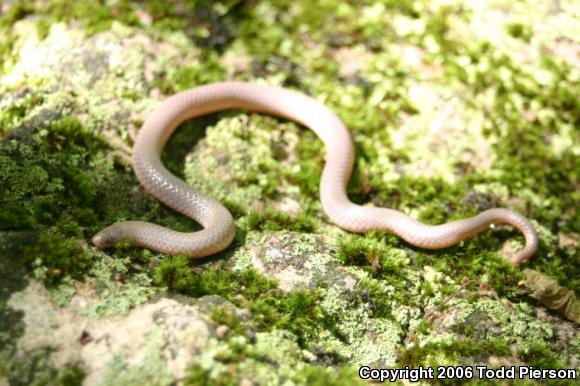 Midwestern Wormsnake (Carphophis amoenus helenae)