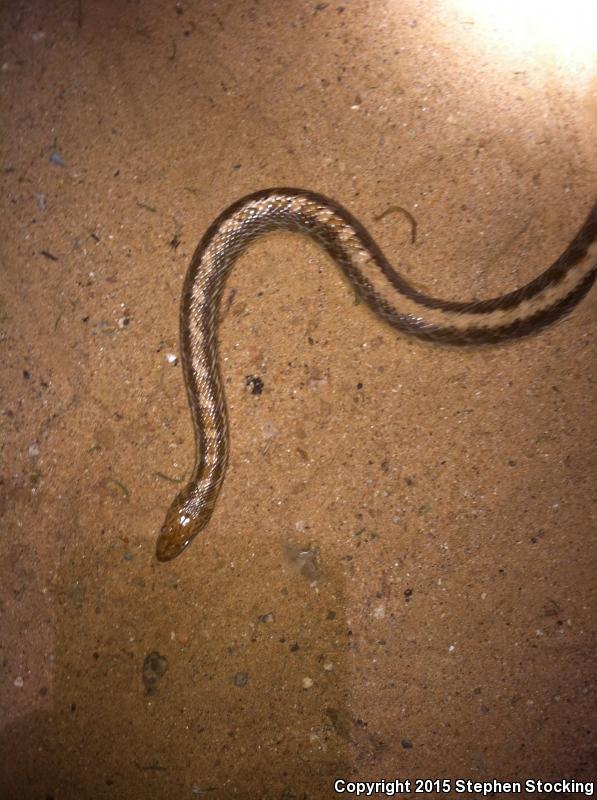 Texas Glossy Snake (Arizona elegans arenicola)