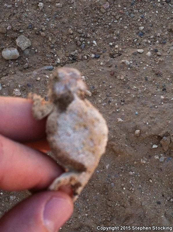 Round-tailed Horned Lizard (Phrynosoma modestum)