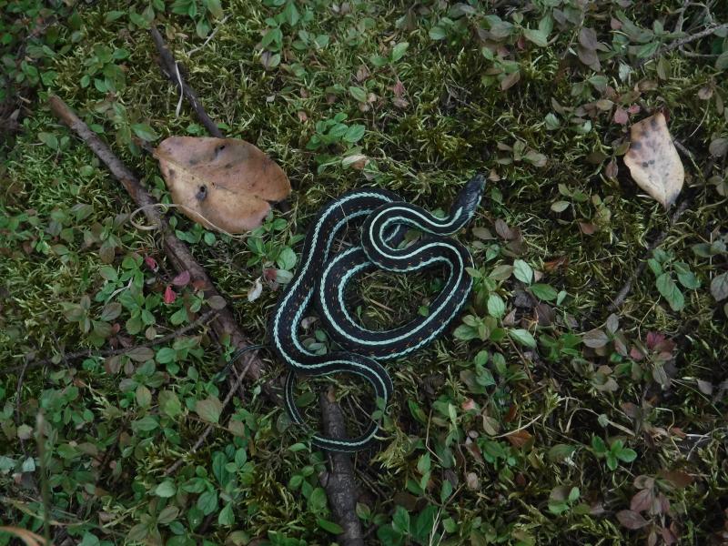 Puget Sound Gartersnake (Thamnophis sirtalis pickeringii)