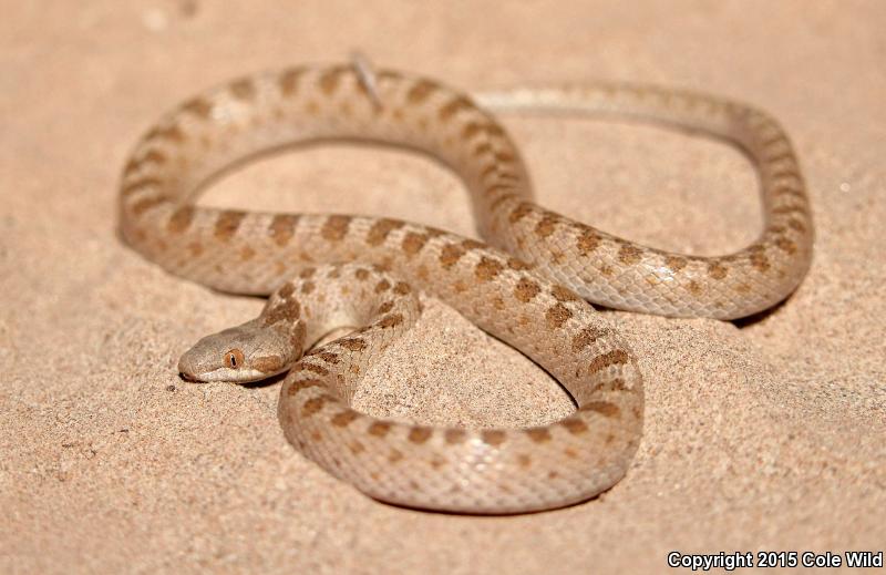 Mesa Verde Nightsnake (Hypsiglena chlorophaea loreala)