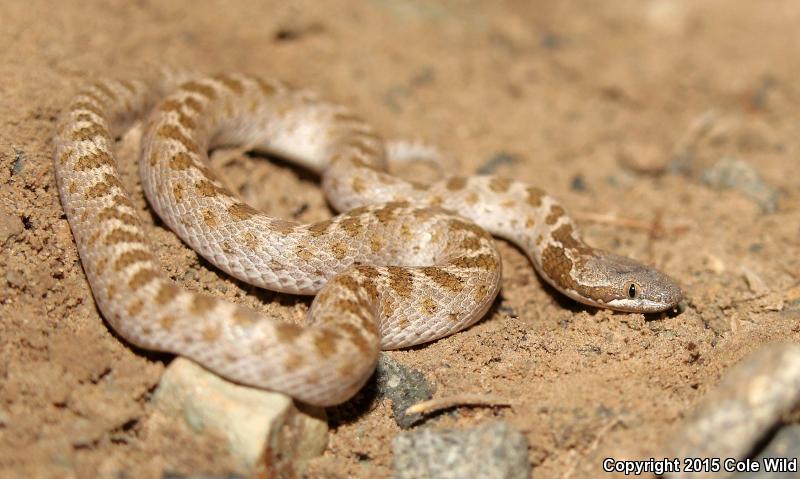 Mesa Verde Nightsnake (Hypsiglena chlorophaea loreala)