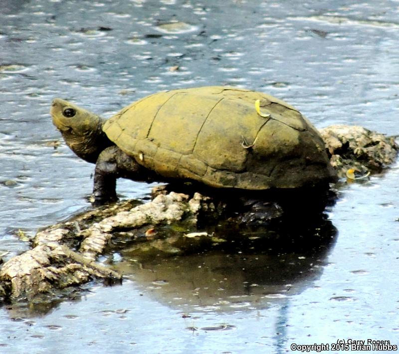 Sonoran Mud Turtle (Kinosternon sonoriense sonoriense)