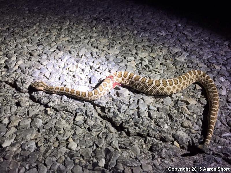 Western Massasauga (Sistrurus catenatus tergeminus)