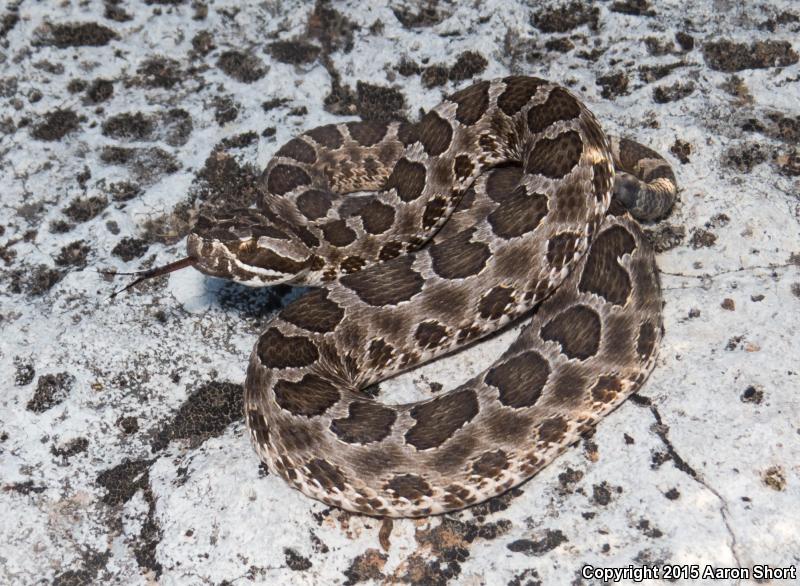 Western Massasauga (Sistrurus catenatus tergeminus)