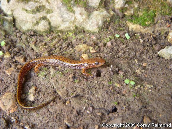 Dark-sided Salamander (Eurycea longicauda melanopleura)