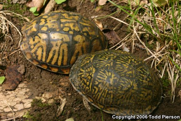 Eastern Box Turtle (Terrapene carolina carolina)