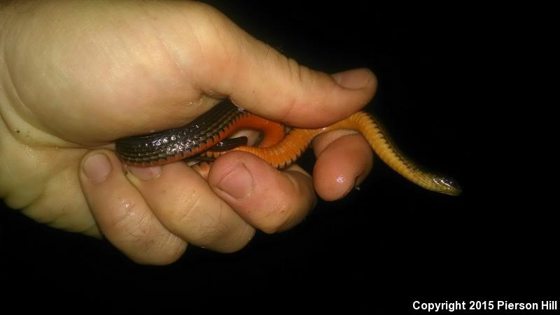 North Florida Swampsnake (Seminatrix pygaea pygaea)