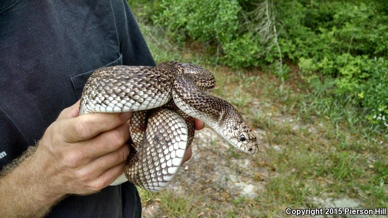 Florida Pinesnake (Pituophis melanoleucus mugitus)