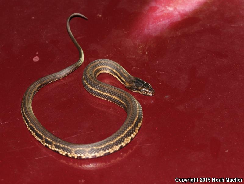 Gulf Saltmarsh Snake (Nerodia clarkii clarkii)