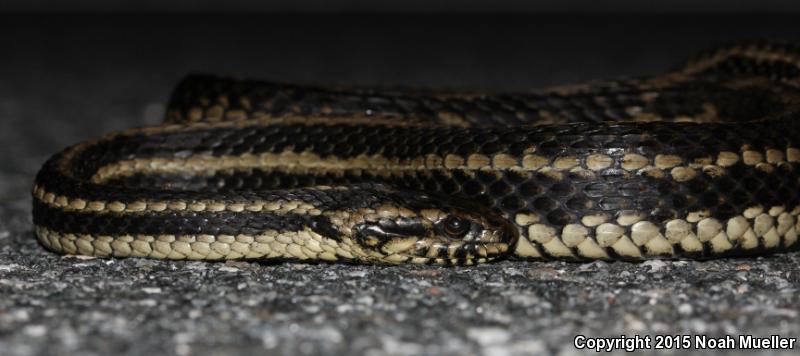 Gulf Saltmarsh Snake (Nerodia clarkii clarkii)