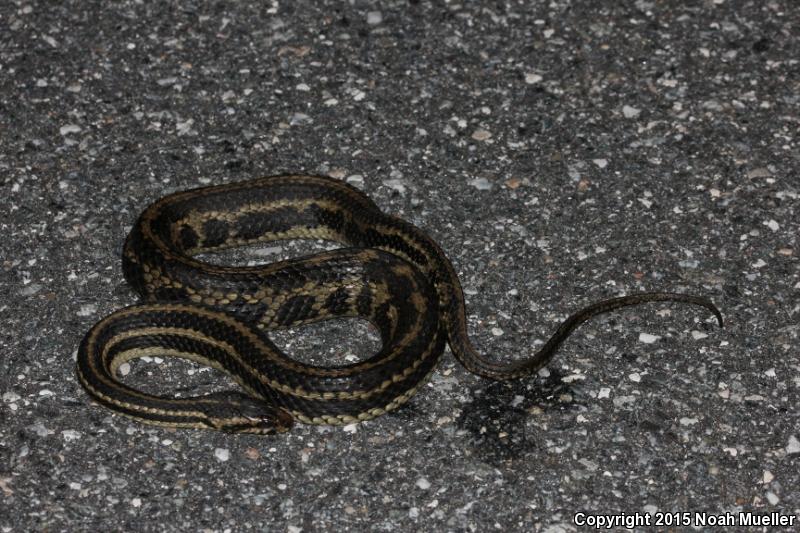 Gulf Saltmarsh Snake (Nerodia clarkii clarkii)