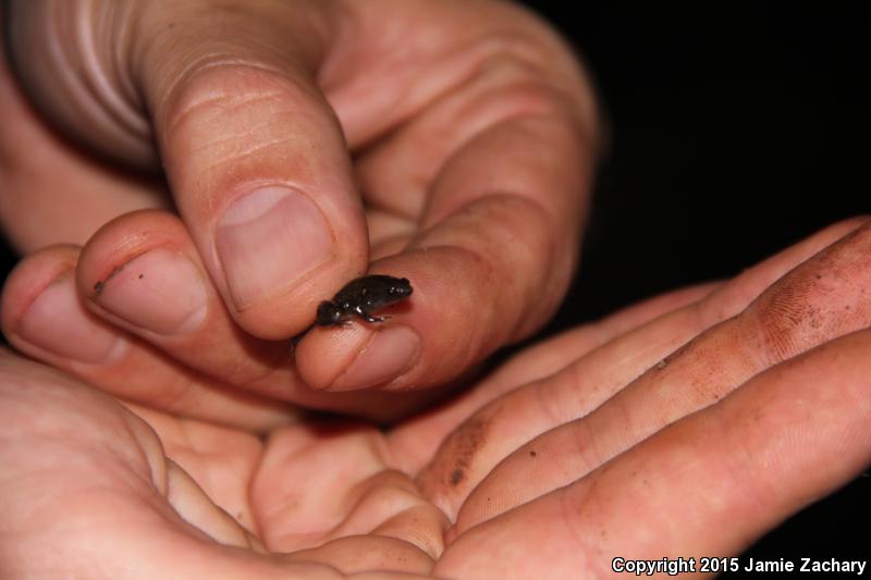 Western Narrow-mouthed Toad (Gastrophryne olivacea olivacea)