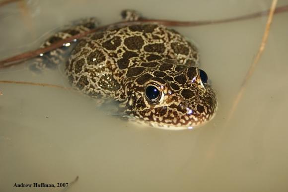 Northern Crawfish Frog (Lithobates areolatus circulosus)