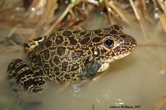 Northern Crawfish Frog (Lithobates areolatus circulosus)