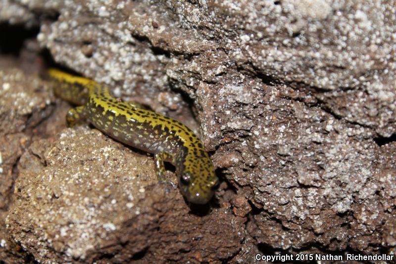 Dark-sided Salamander (Eurycea longicauda melanopleura)