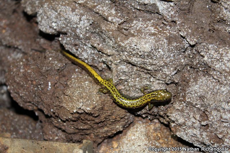 Dark-sided Salamander (Eurycea longicauda melanopleura)