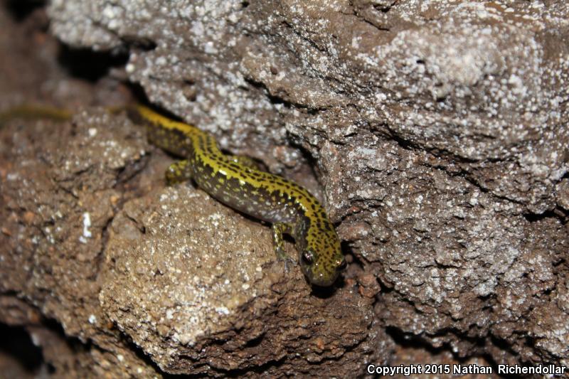 Dark-sided Salamander (Eurycea longicauda melanopleura)