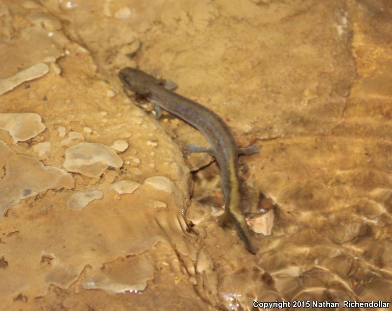 Grotto Salamander (Eurycea spelaea)