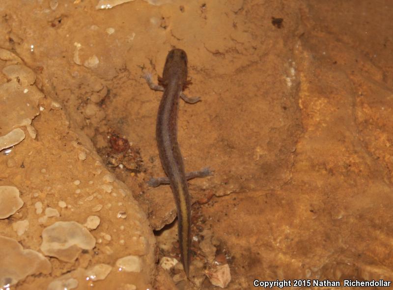 Grotto Salamander (Eurycea spelaea)