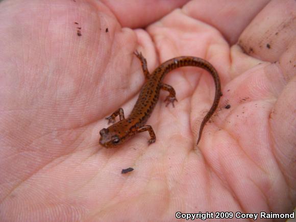 Dark-sided Salamander (Eurycea longicauda melanopleura)