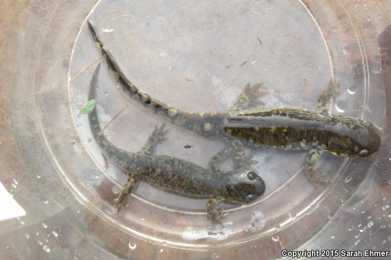 Blotched Tiger Salamander (Ambystoma mavortium melanostictum)