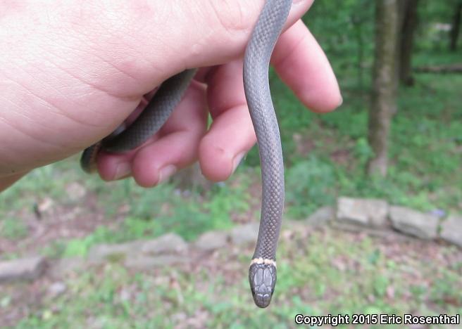 Mississippi Ring-necked Snake (Diadophis punctatus stictogenys)