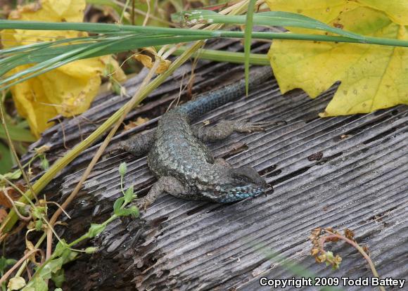 Island Fence Lizard (Sceloporus occidentalis becki)